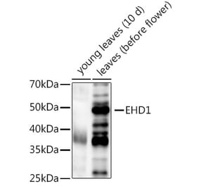 Western Blot - Anti-EHD1 Antibody (A309979) - Antibodies.com