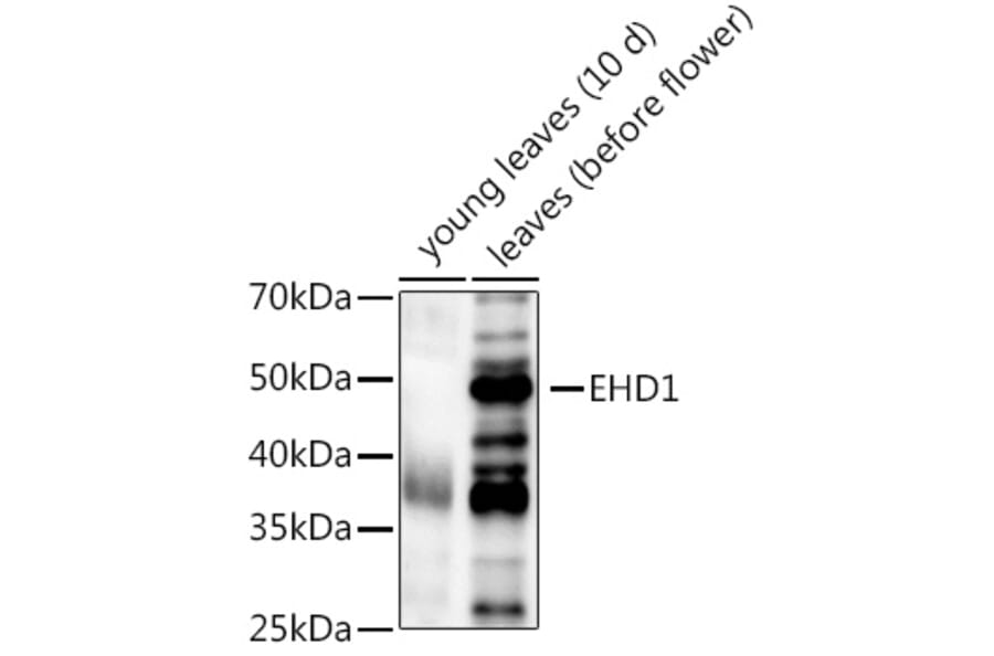Western Blot - Anti-EHD1 Antibody (A309979) - Antibodies.com