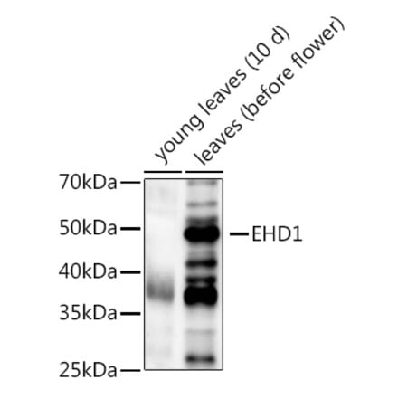 Western Blot - Anti-EHD1 Antibody (A309979) - Antibodies.com