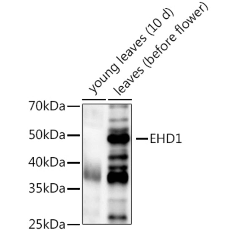 Western Blot - Anti-EHD1 Antibody (A309979) - Antibodies.com