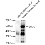 Western Blot - Anti-EHD1 Antibody (A309979) - Antibodies.com