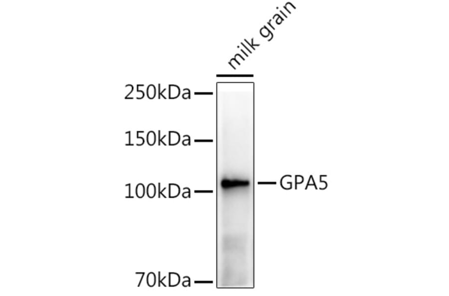 Western Blot - Anti-GPA5 Antibody (A309984) - Antibodies.com