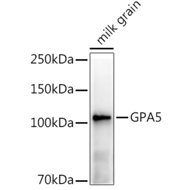 Western Blot - Anti-GPA5 Antibody (A309984) - Antibodies.com