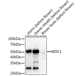 Western Blot - Anti-MOC1 Antibody (A309989) - Antibodies.com