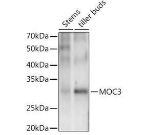 Western Blot - Anti-WOX1 Antibody (A309990) - Antibodies.com