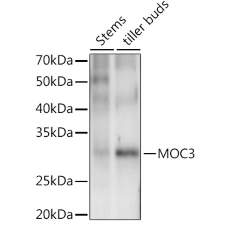 Western Blot - Anti-WOX1 Antibody (A309990) - Antibodies.com