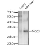 Western Blot - Anti-WOX1 Antibody (A309990) - Antibodies.com