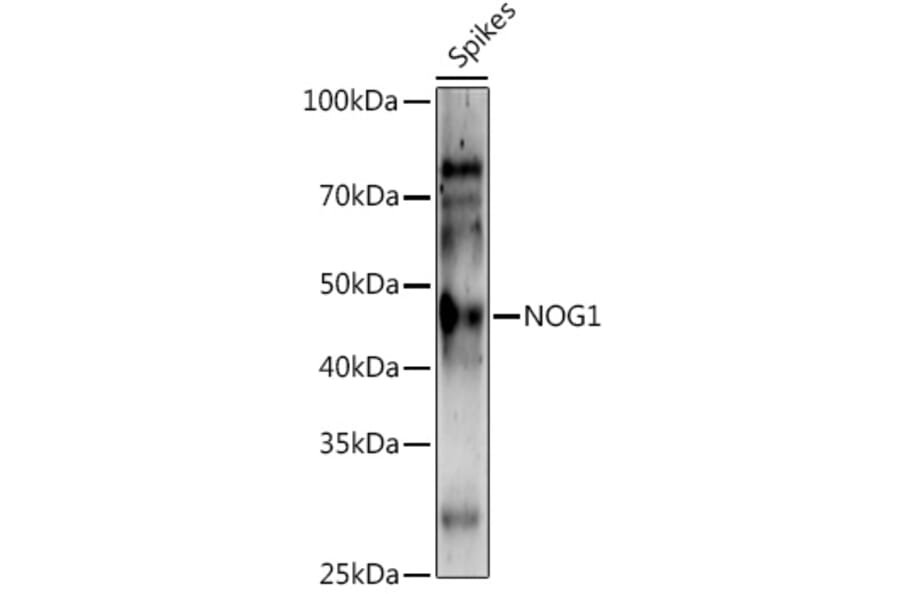 Western Blot - Anti-Os01g0752200 Antibody (A309992) - Antibodies.com
