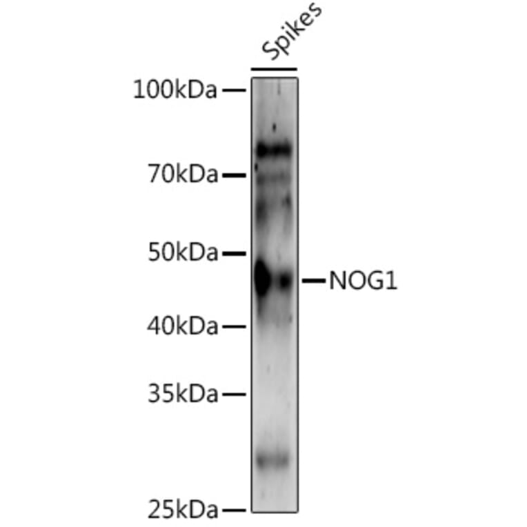 Western Blot - Anti-Os01g0752200 Antibody (A309992) - Antibodies.com
