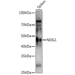 Western Blot - Anti-Os01g0752200 Antibody (A309992) - Antibodies.com