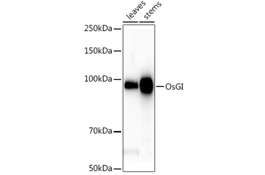 Western Blot - Anti-GI Antibody (A309993) - Antibodies.com