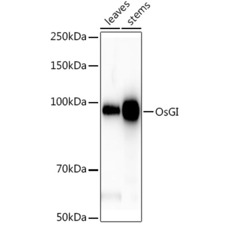 Western Blot - Anti-GI Antibody (A309993) - Antibodies.com