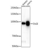 Western Blot - Anti-GI Antibody (A309993) - Antibodies.com