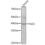 Western Blot - Anti-SWEET11 Antibody (A309997) - Antibodies.com