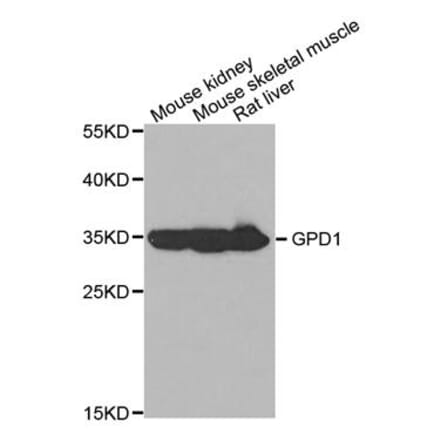 Anti-GPD1 Antibody from Bioworld Technology (BS7810) - Antibodies.com