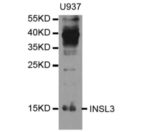 Anti-INSL3 Antibody from Bioworld Technology (BS7819) - Antibodies.com