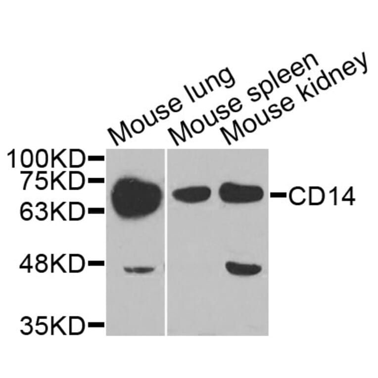 Anti-CD14 Antibody from Bioworld Technology (BS7825) - Antibodies.com