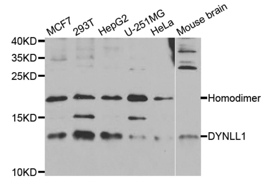 Anti-DYNLL1 Antibody from Bioworld Technology (BS7829) - Antibodies.com