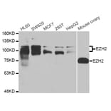 Anti-EZH2 Antibody from Bioworld Technology (BS7830) - Antibodies.com