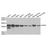 Anti-FDPS Antibody from Bioworld Technology (BS7831) - Antibodies.com