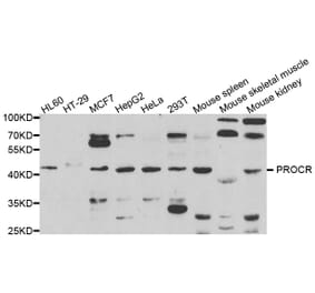 Anti-PROCR Antibody from Bioworld Technology (BS7843) - Antibodies.com