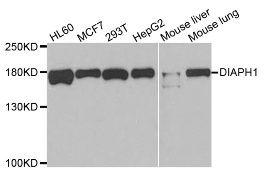 Anti-DIAPH1 Antibody from Bioworld Technology (BS7851) - Antibodies.com