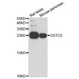Anti-GSTO2 Antibody from Bioworld Technology (BS7853) - Antibodies.com