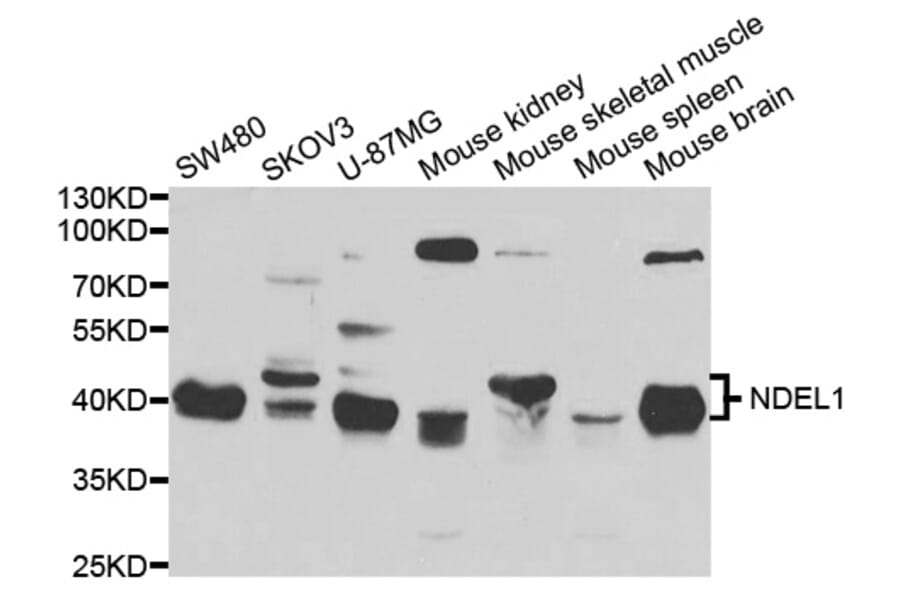 Anti-NDEL1 Antibody from Bioworld Technology (BS7854) - Antibodies.com