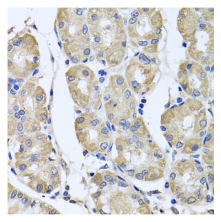 Anti-BAG5 Antibody from Bioworld Technology (BS7862) - Antibodies.com