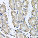 Anti-BAG5 Antibody from Bioworld Technology (BS7862) - Antibodies.com