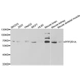 Anti-PPP2R1A Antibody from Bioworld Technology (BS7866) - Antibodies.com