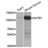 Anti-SATB1 Antibody from Bioworld Technology (BS7867) - Antibodies.com