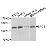 Anti-EPC1 Antibody from Bioworld Technology (BS7870) - Antibodies.com