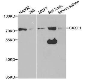 Anti-CXXC1 Antibody from Bioworld Technology (BS7877) - Antibodies.com