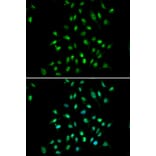 Anti-CXXC1 Antibody from Bioworld Technology (BS7877) - Antibodies.com