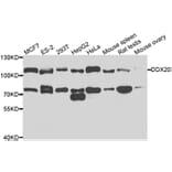 Anti-DDX20 Antibody from Bioworld Technology (BS7879) - Antibodies.com