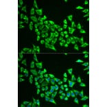 Anti-MRPS30 Antibody from Bioworld Technology (BS7894) - Antibodies.com