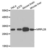 Anti-MRPL28 Antibody from Bioworld Technology (BS7911) - Antibodies.com