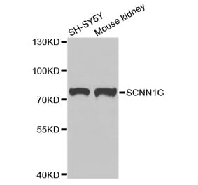 Anti-SCNN1G Antibody from Bioworld Technology (BS7921) - Antibodies.com