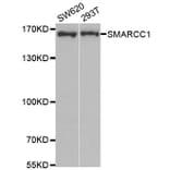 Anti-SMARCC1 Antibody from Bioworld Technology (BS7923) - Antibodies.com