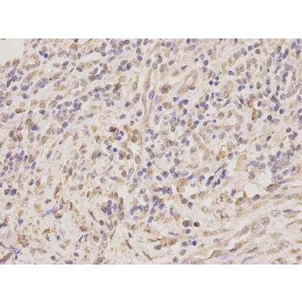 Anti-TNFRSF10D Antibody from Bioworld Technology (BS7929) - Antibodies.com