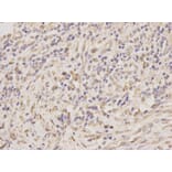 Anti-TNFRSF10D Antibody from Bioworld Technology (BS7929) - Antibodies.com