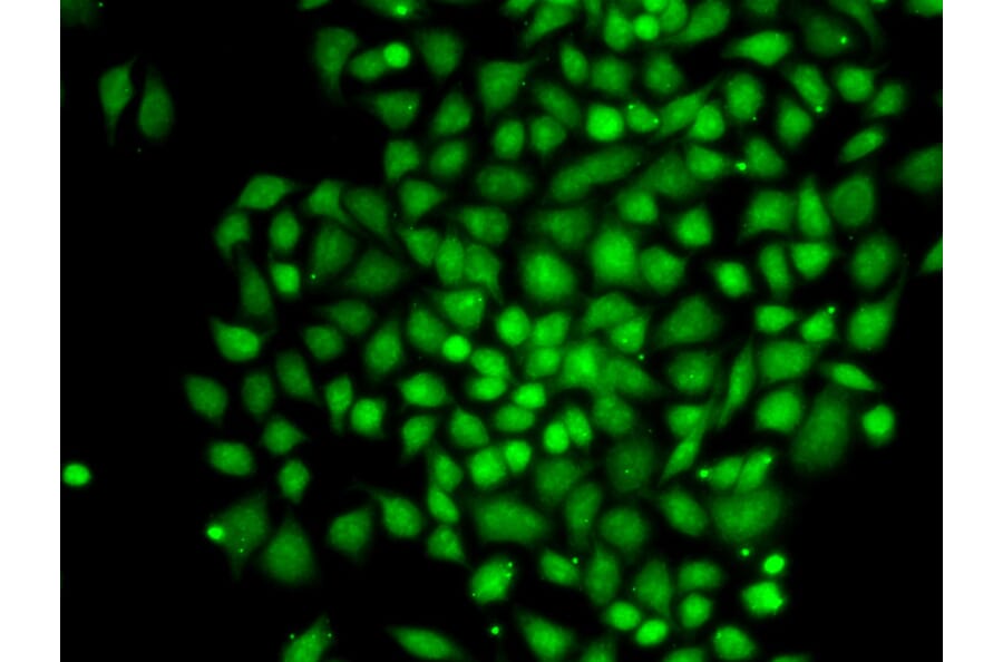 Anti-CTCFL Antibody from Bioworld Technology (BS7940) - Antibodies.com