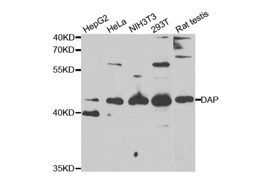 Anti-DAP Antibody from Bioworld Technology (BS7941) - Antibodies.com