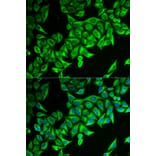 Anti-DAP Antibody from Bioworld Technology (BS7941) - Antibodies.com