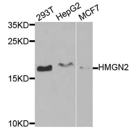 Anti-HMGN2 Antibody from Bioworld Technology (BS7945) - Antibodies.com