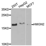 Anti-HMGN2 Antibody from Bioworld Technology (BS7945) - Antibodies.com