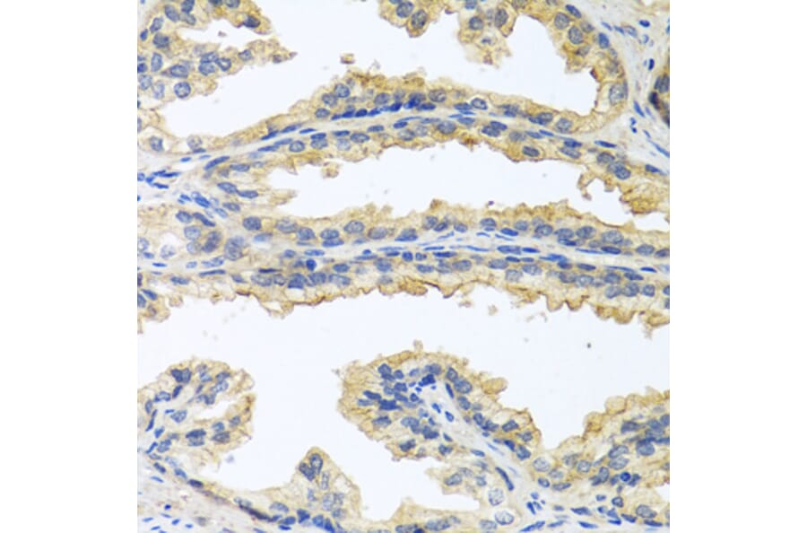 Anti-OSM Antibody from Bioworld Technology (BS7949) - Antibodies.com
