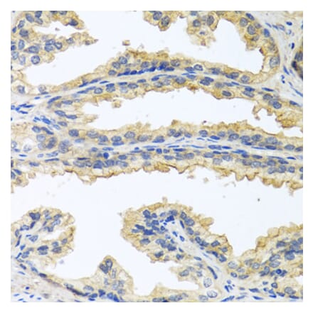 Anti-OSM Antibody from Bioworld Technology (BS7949) - Antibodies.com