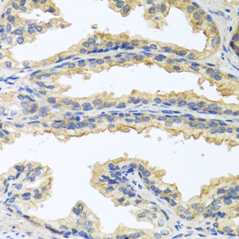 Anti-OSM Antibody from Bioworld Technology (BS7949) - Antibodies.com